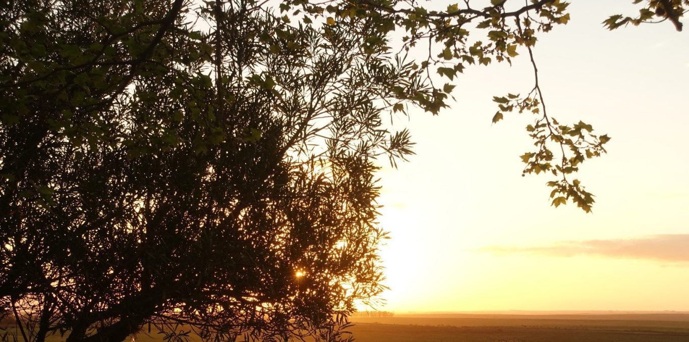 Executive Coaching Mentoring Nature unlock potential personal growth